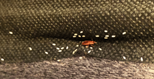 bed bug removal salt lake city