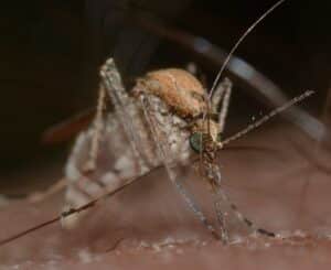 mosquito