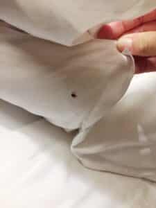 bed bug treatments on bed of salt lake home
