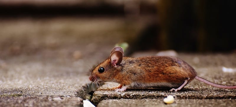 mice and rodents in salt lake city