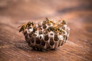 wasp exterminator in salt lake city
