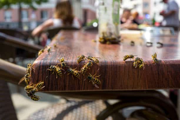 commercial wasp removal salt lake city
