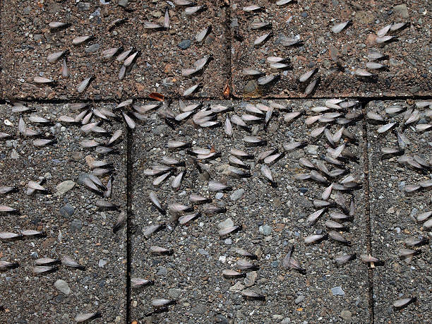 Swarming termites