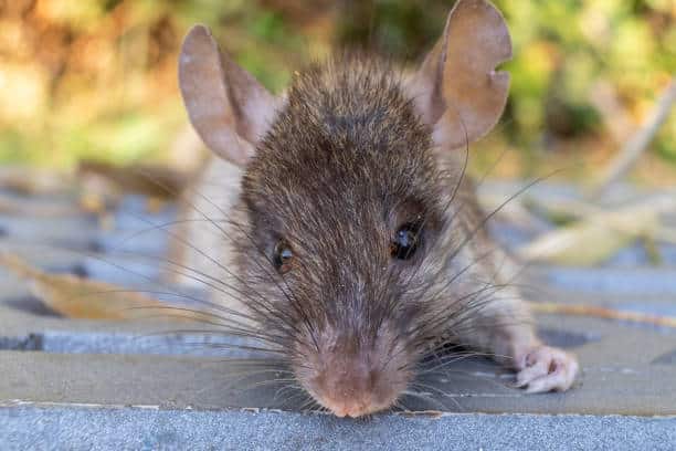 rats vs mouse