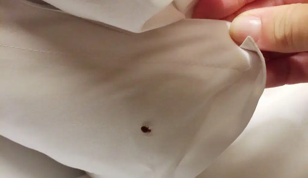 bed bugs in Salt Lake City Utah