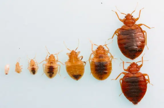 bed bugs in draper city