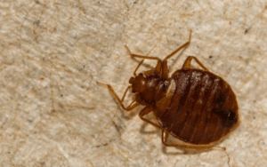 bed bugs in Salt Lake City Utah