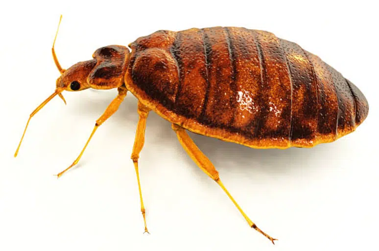 bed bug removal salt lake city