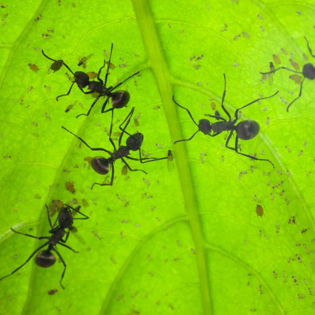 Salt Lake Pest Control - Pest Control Salt Lake City
