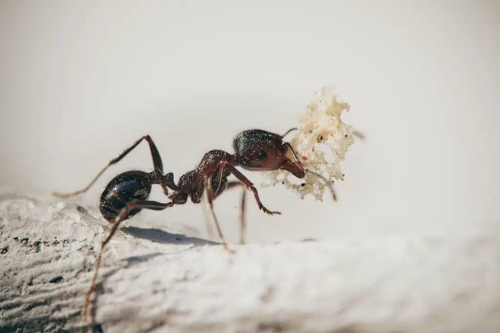 ant control salt lake city utah