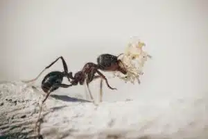 ant control salt lake city utah