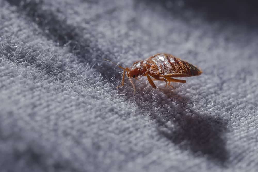 bed bug removal in salt lake homes