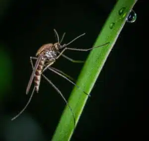 mosquito in Salt Lake City