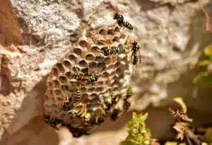 wasp nest removal in SLC, Utah