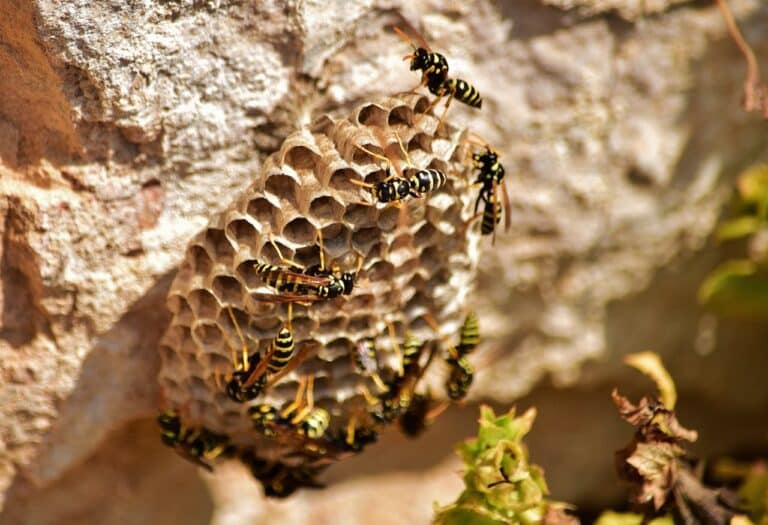 Salt Lake Pest Control - Pest Control Salt Lake City