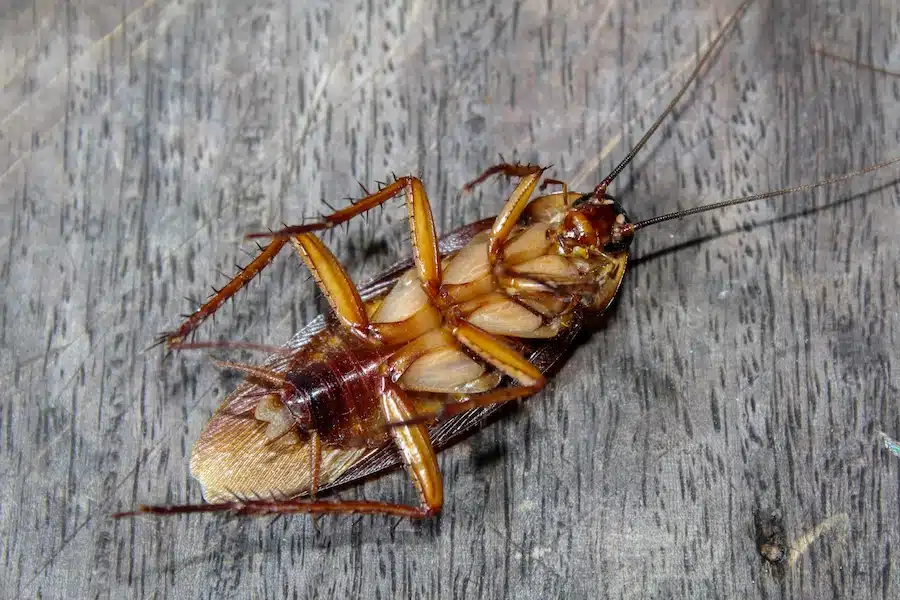 cockroach removal salt lake city