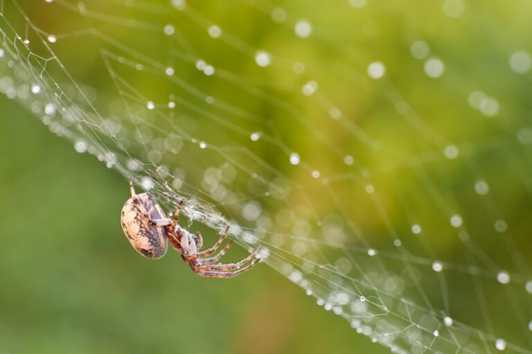 Salt Lake Pest Control - Pest Control Salt Lake City