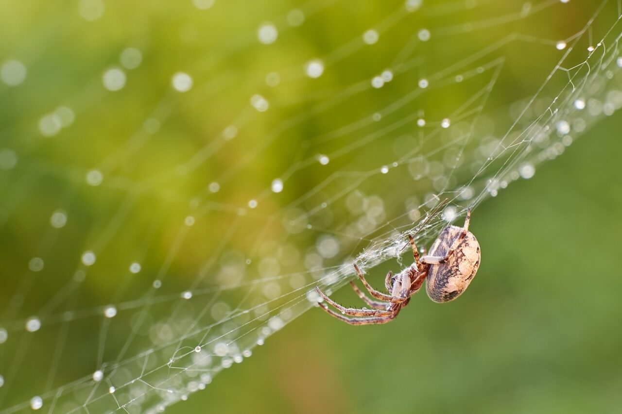 spider exterminator in northern Utah