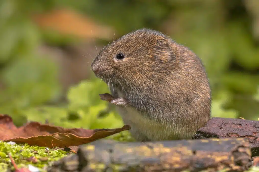 mole and vole exterminator in Salt Lake City