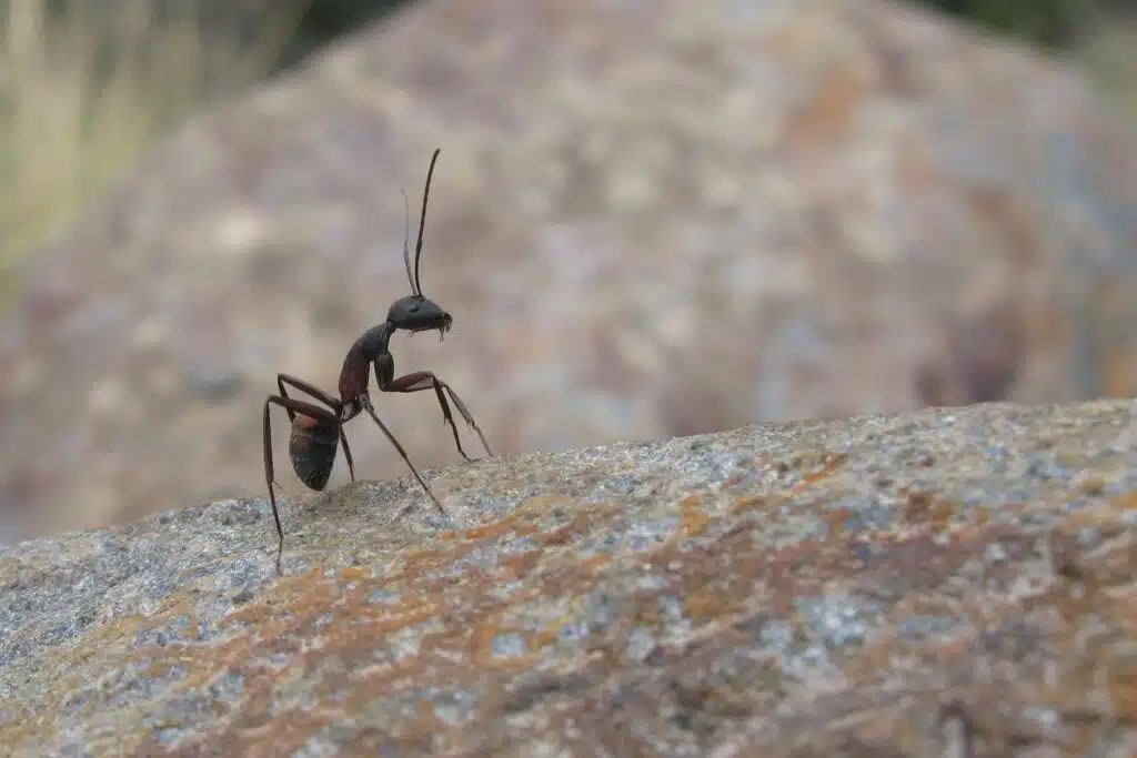 ants control draper city utah