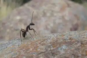 ants control draper city utah