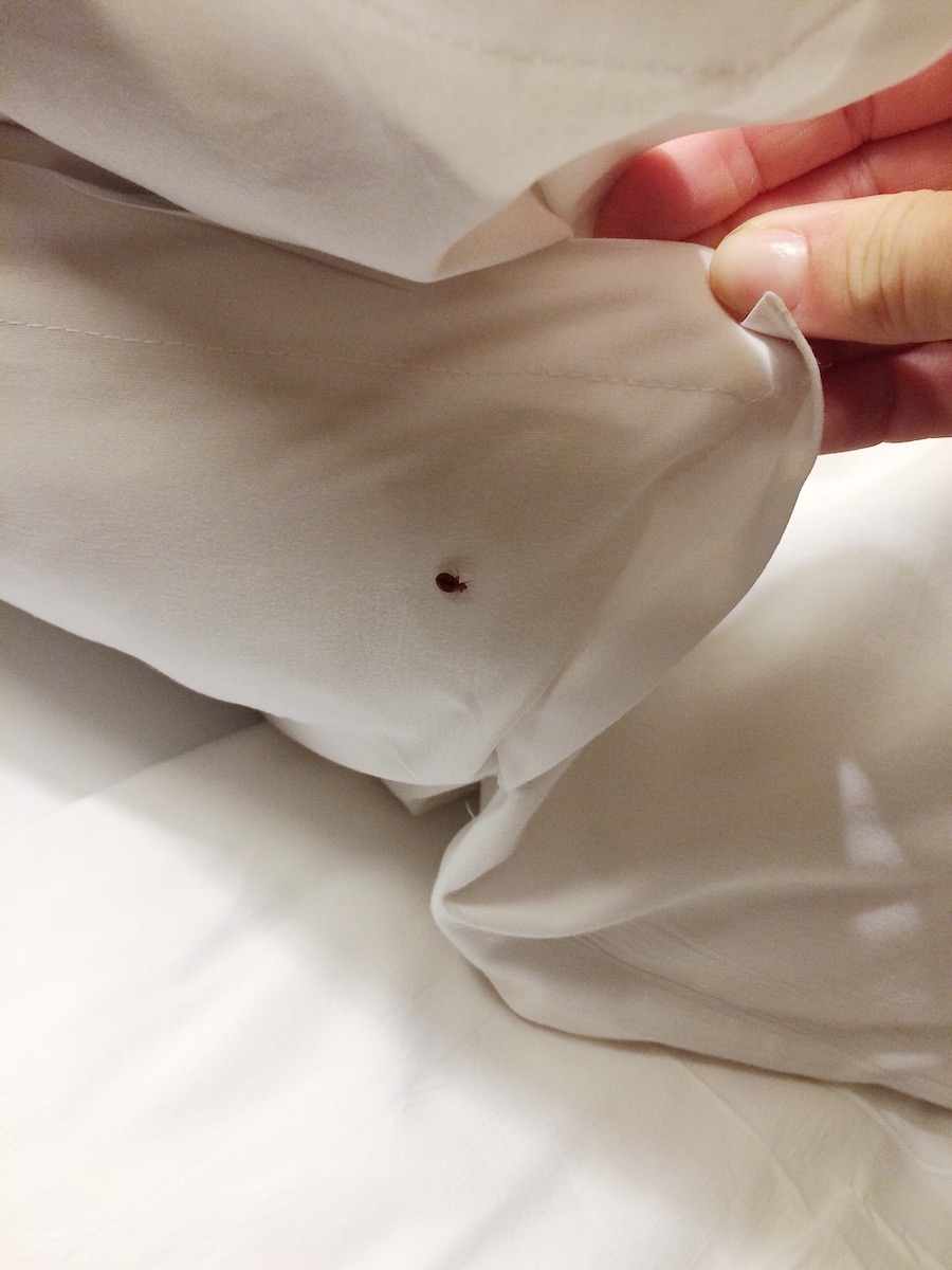 bed bug treatments on bed of salt lake home