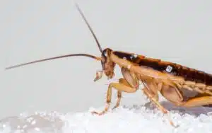 cockroaches in salt lake city utah