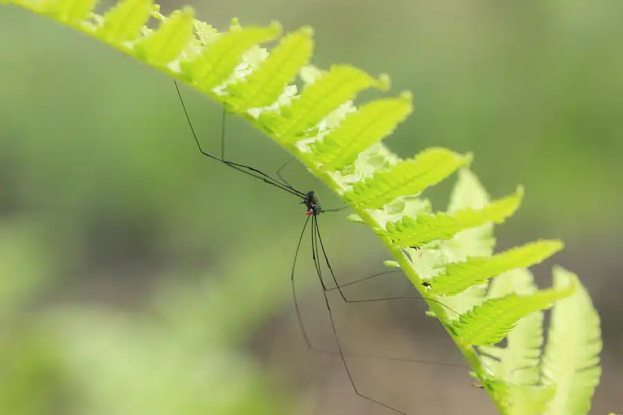 daddy long leg spider control utah