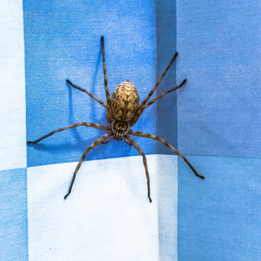 how to get rid of spiders in kitchen