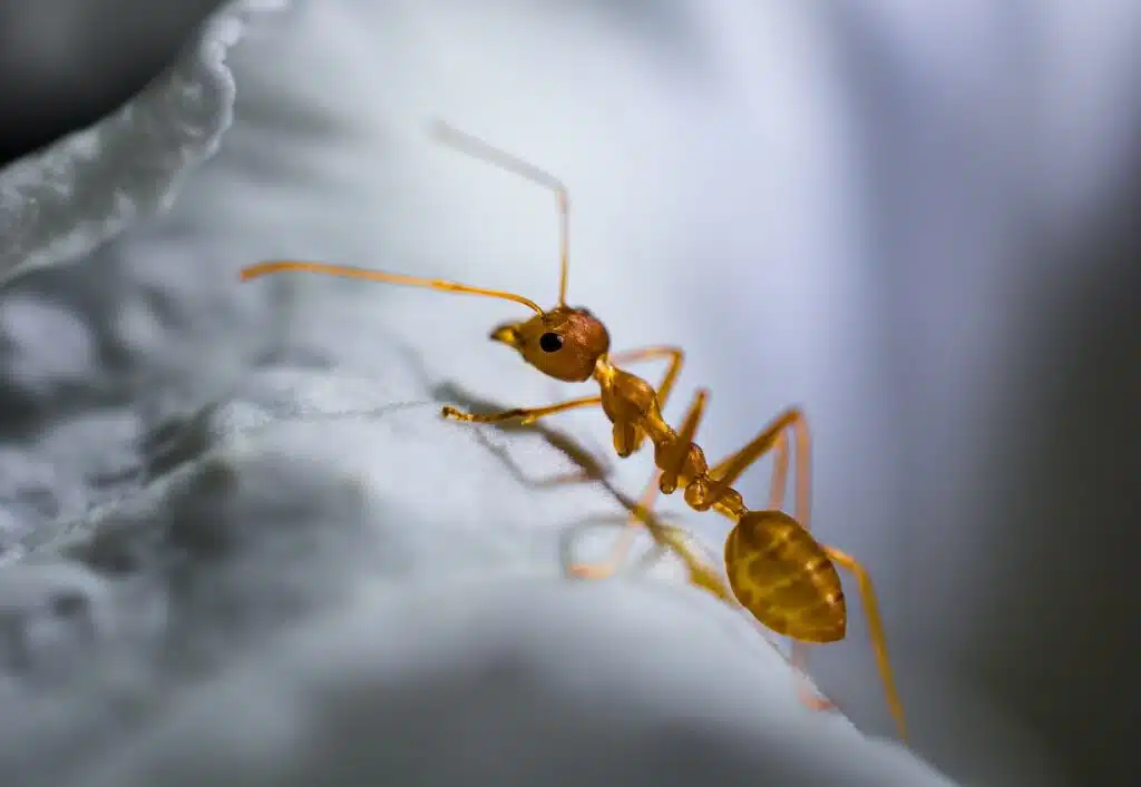 pharaoh ants removal ogden utah