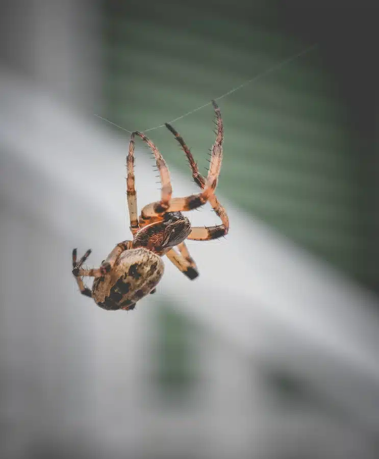 indoor spider control utah