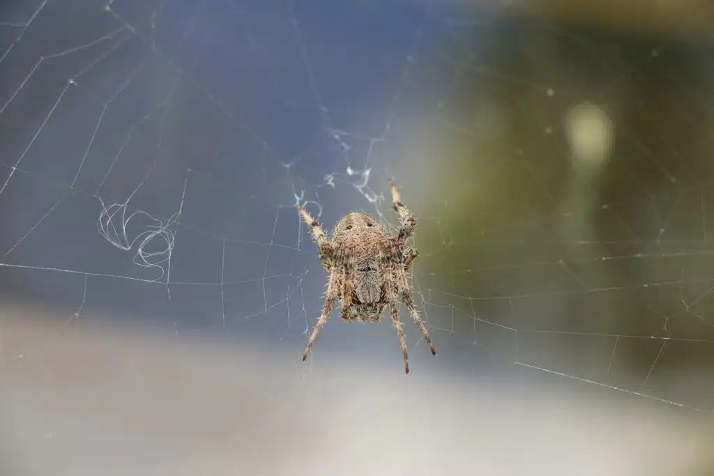 barn spider removal ogden utah