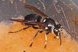 how to get rid of wasps ogden utah