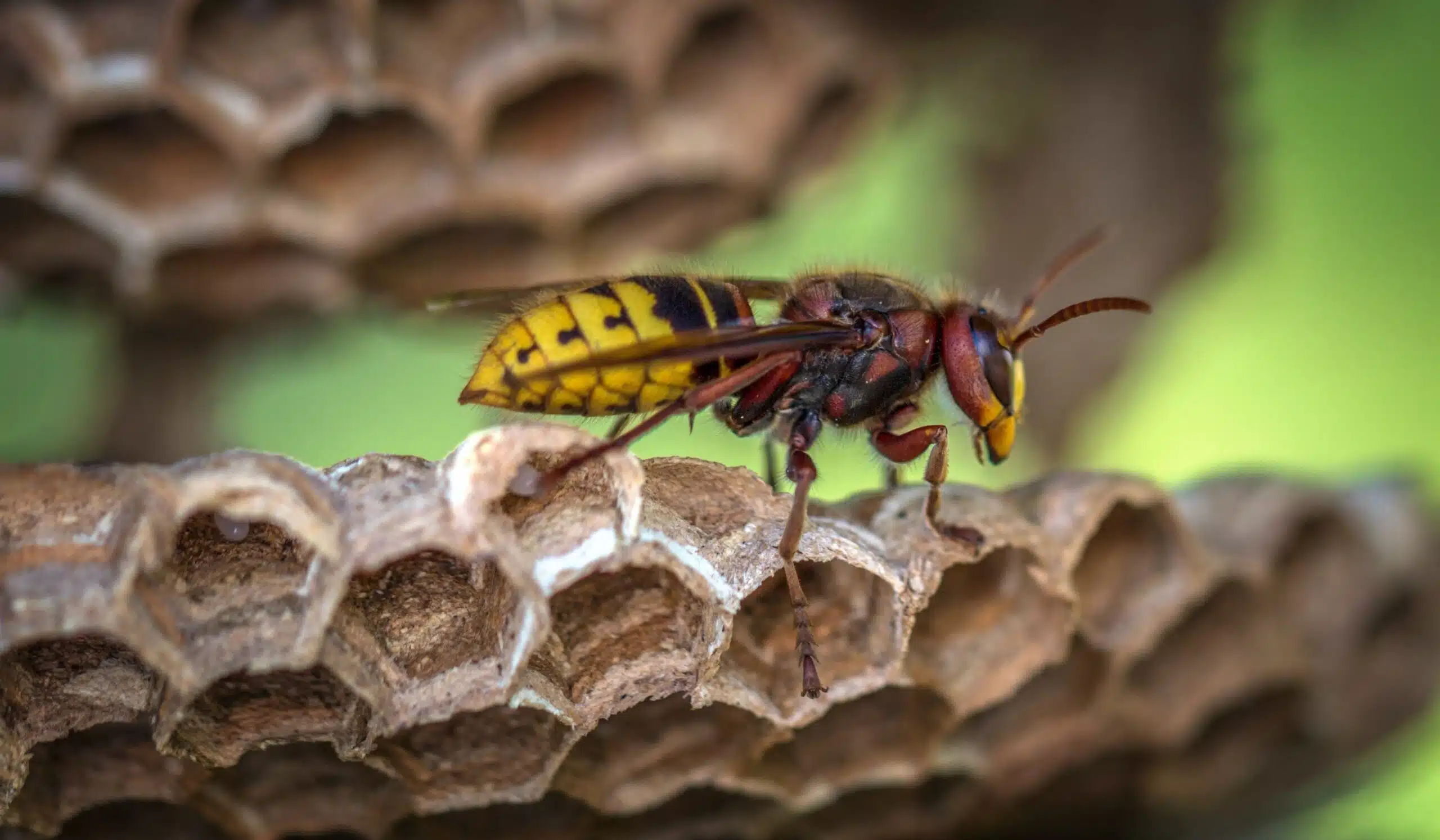 how to treat wasp nest in salt lake city home