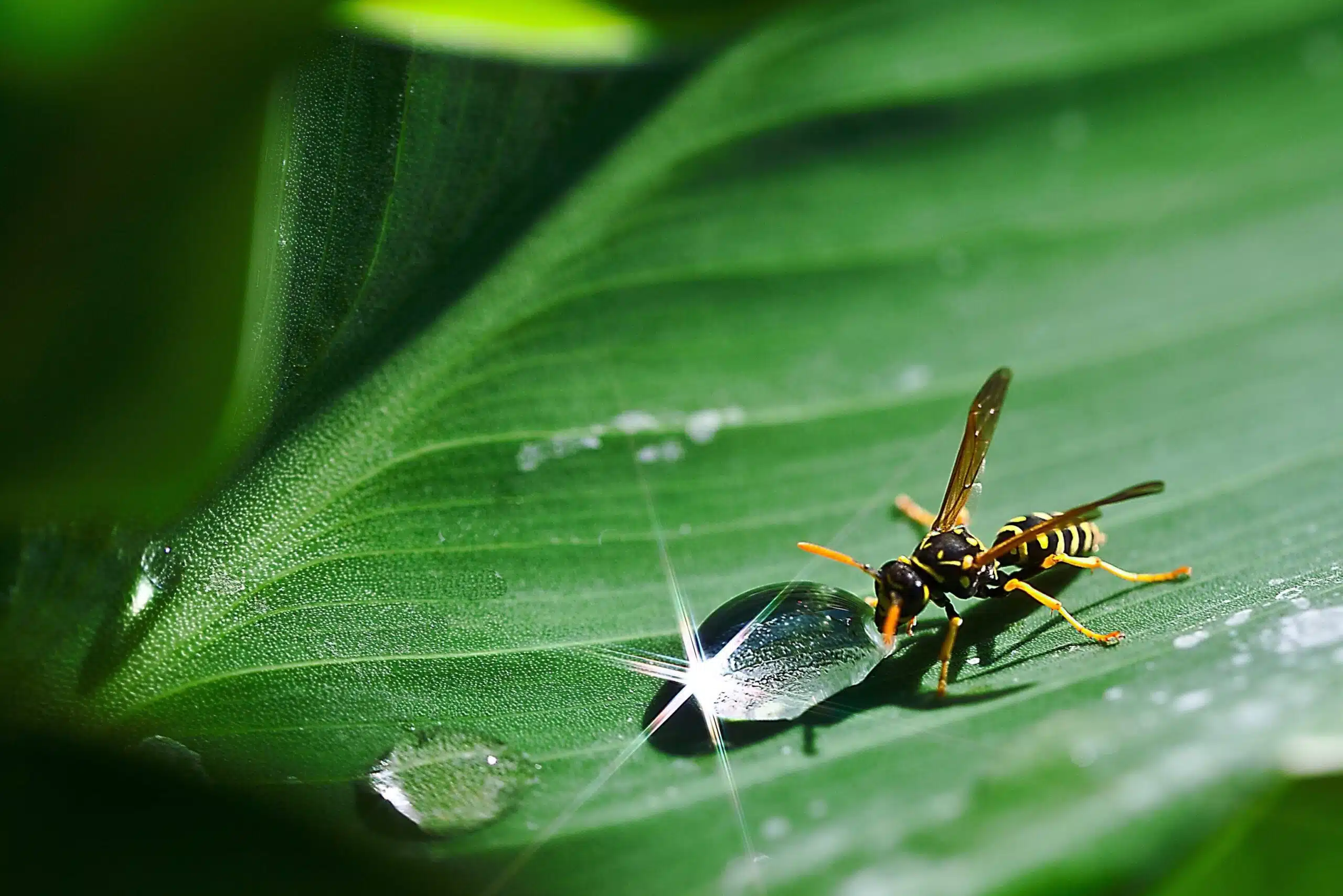 wasp infestation cottonwood heights utah