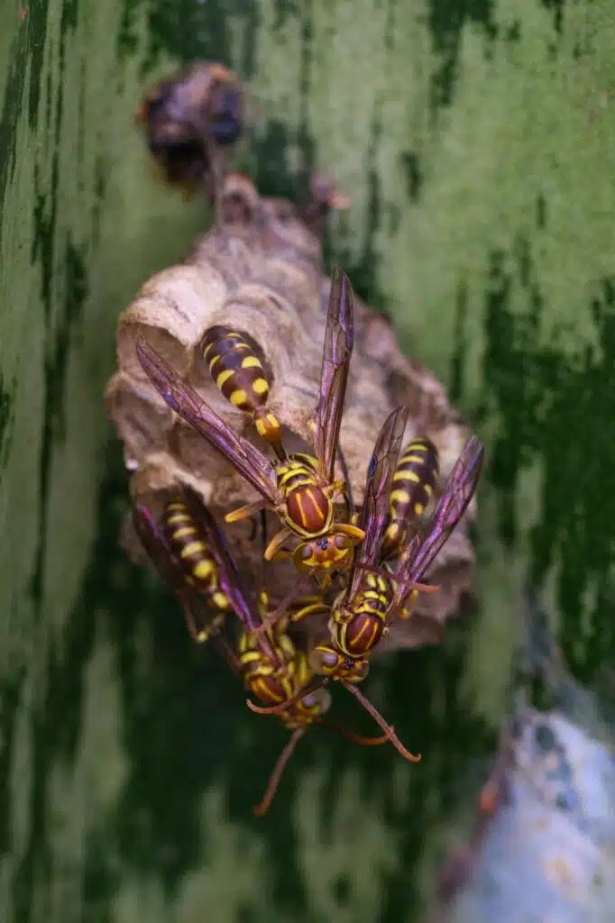 wasp nest removal sandy city utah