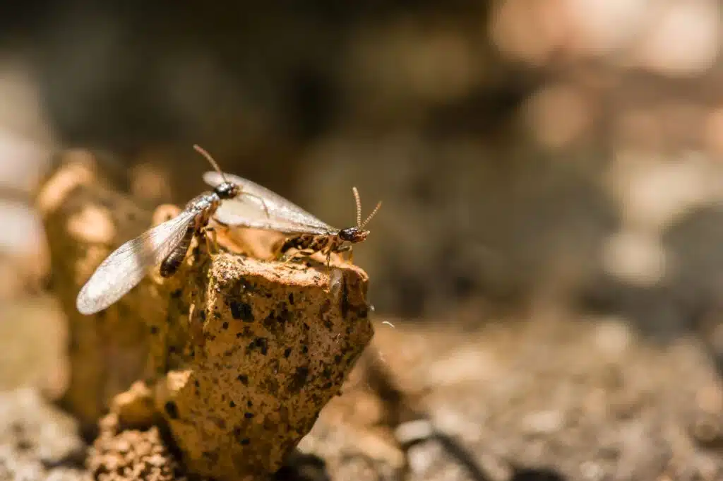 termite removal in salt lake city