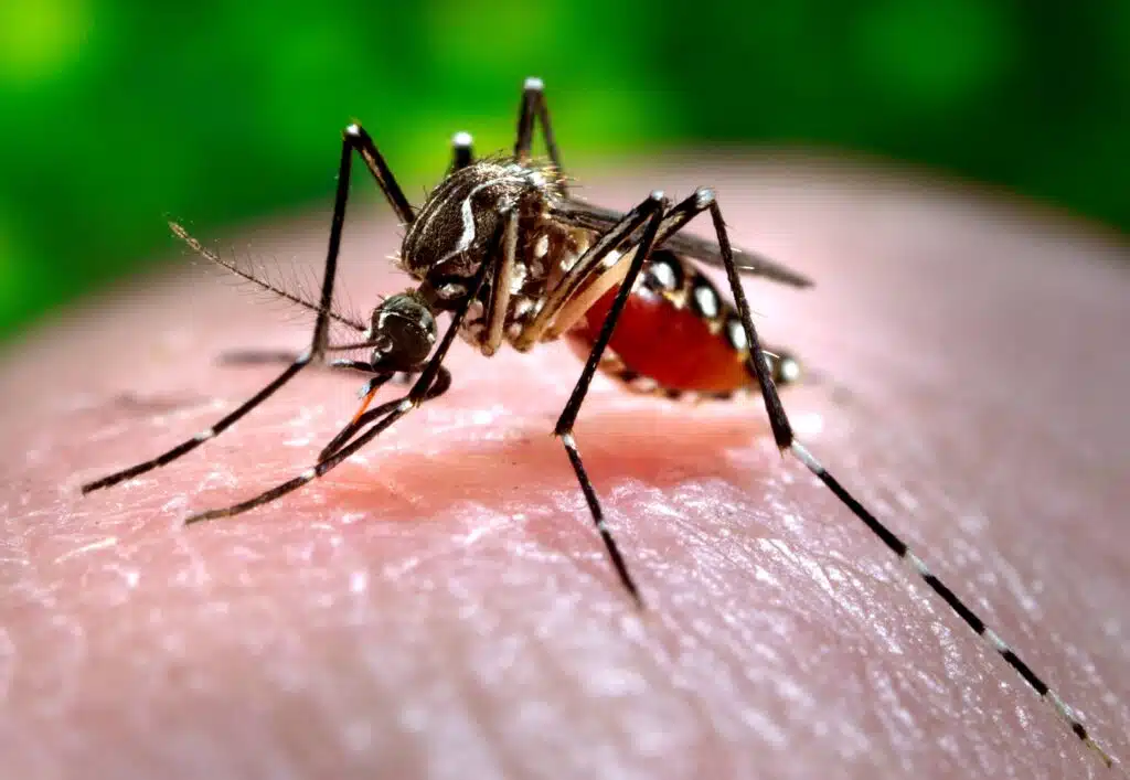 mosquito exterminator ogden utah