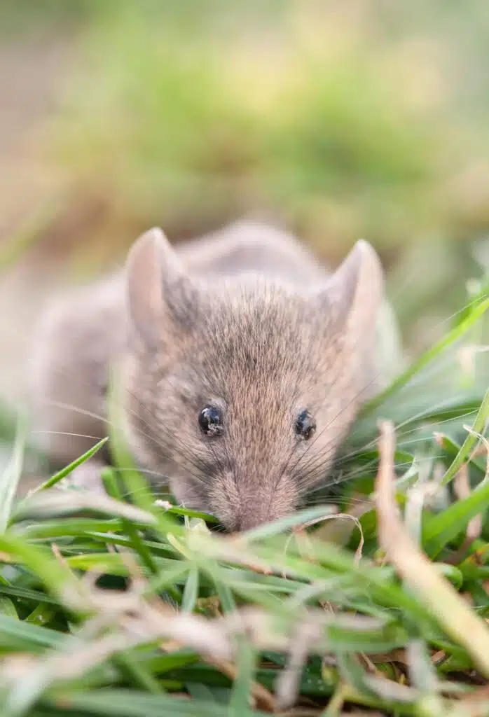 mouse and rat infestation in salt lake city, utah