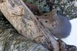 rodent removal in salt lake city, utah