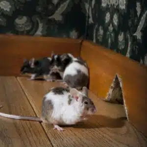 how to get rid of mice in your salt lake city home