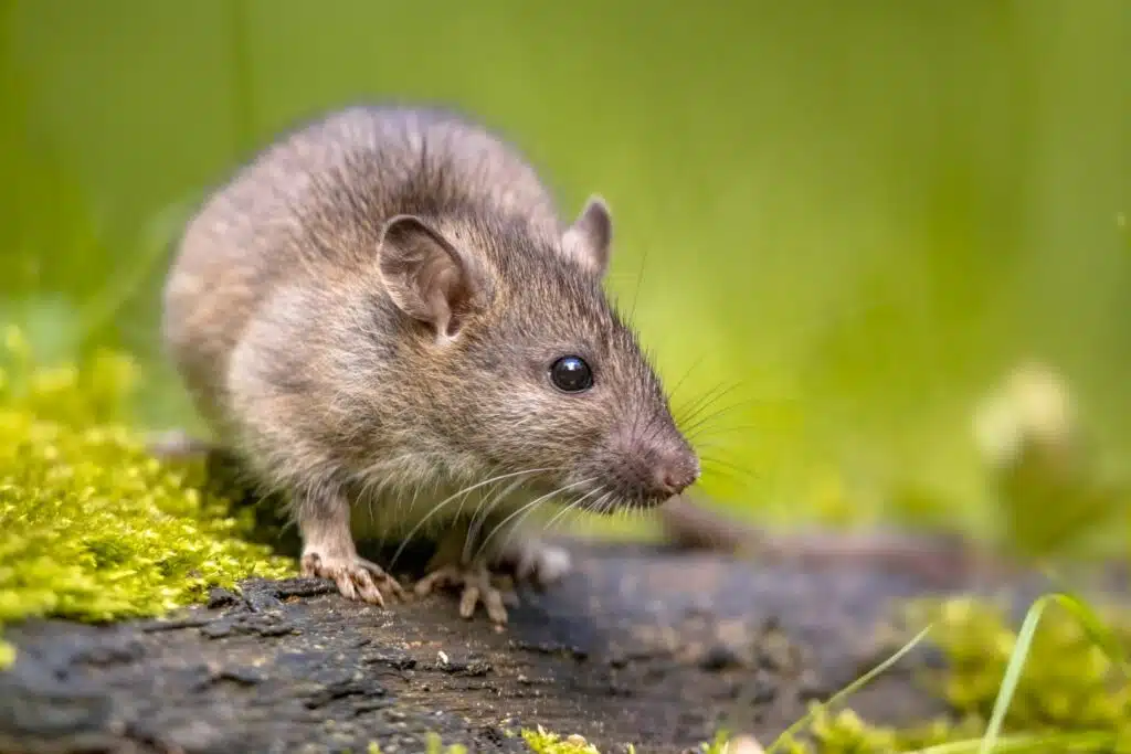 rodent control in salt lake city