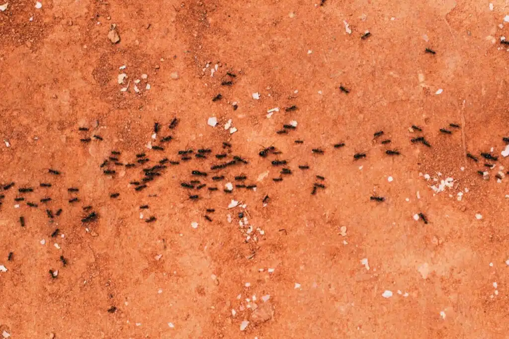 ant infestation in sandy city utah