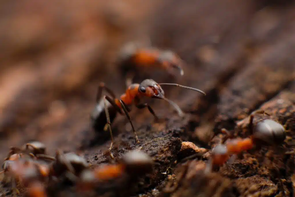 ant exterminator in salt lake city