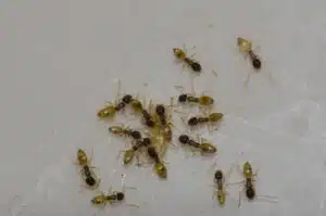 ant infestation removal salt lake city