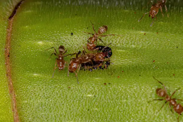 ant infestation in salt lake city