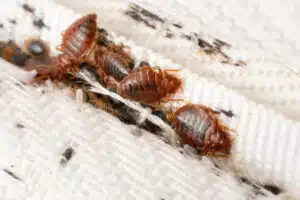 bed bug bites salt lake city