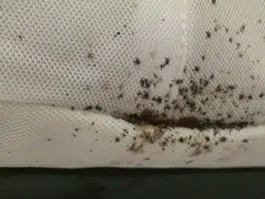 bed bug infestation salt lake city