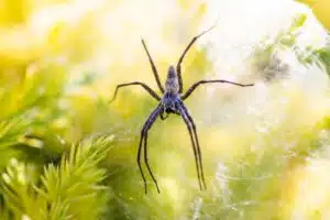 wolf spider removal salt lake city utah