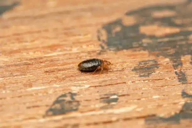 how to get rid of bed bugs in salt lake city